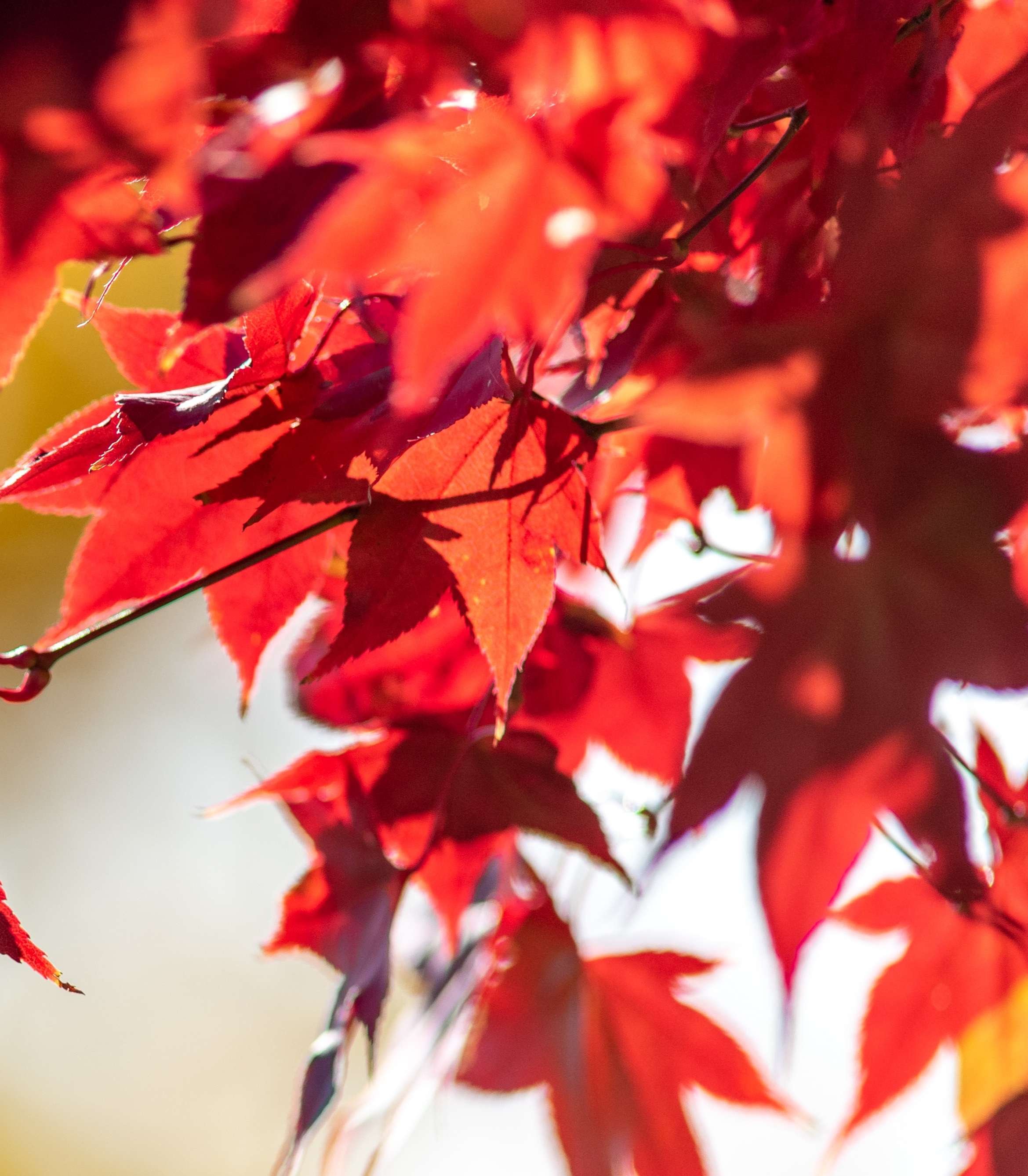 CollabDays New England